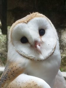 Barn Owl