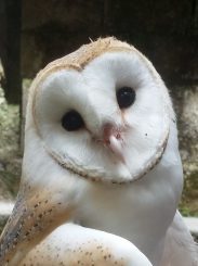 Enlarge Barn Owl