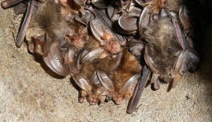 Brown Long-Eared Bats