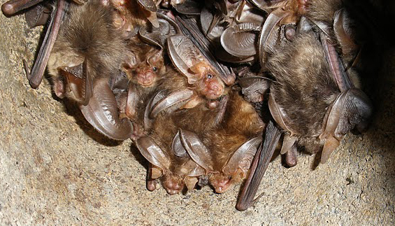 Enlarge Brown Long-Eared Bats