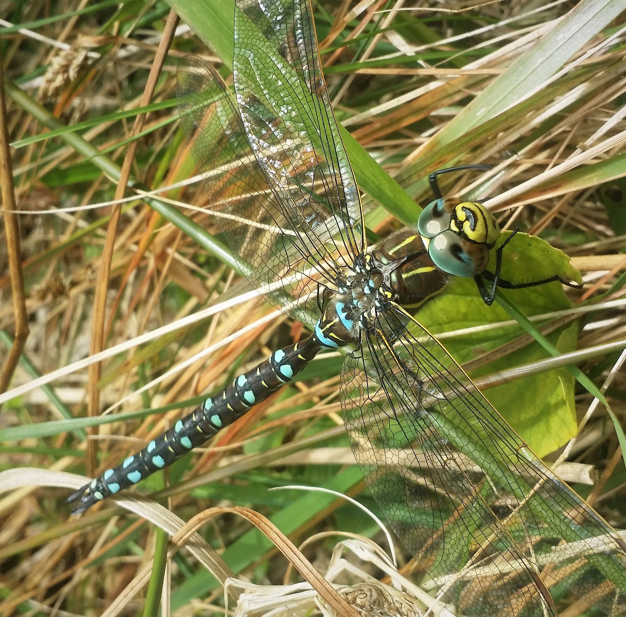 Enlarge Common Hawker Dragonfly