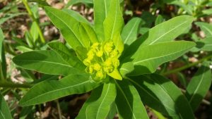 Irish Spurge Plant