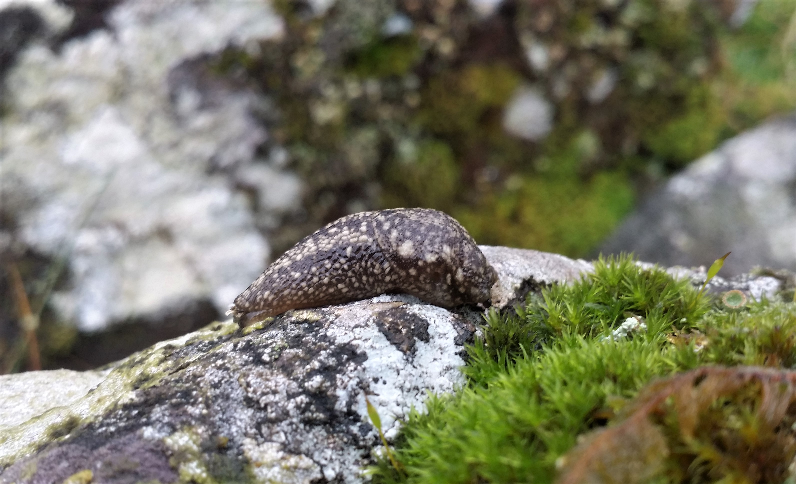 Kerry Slug