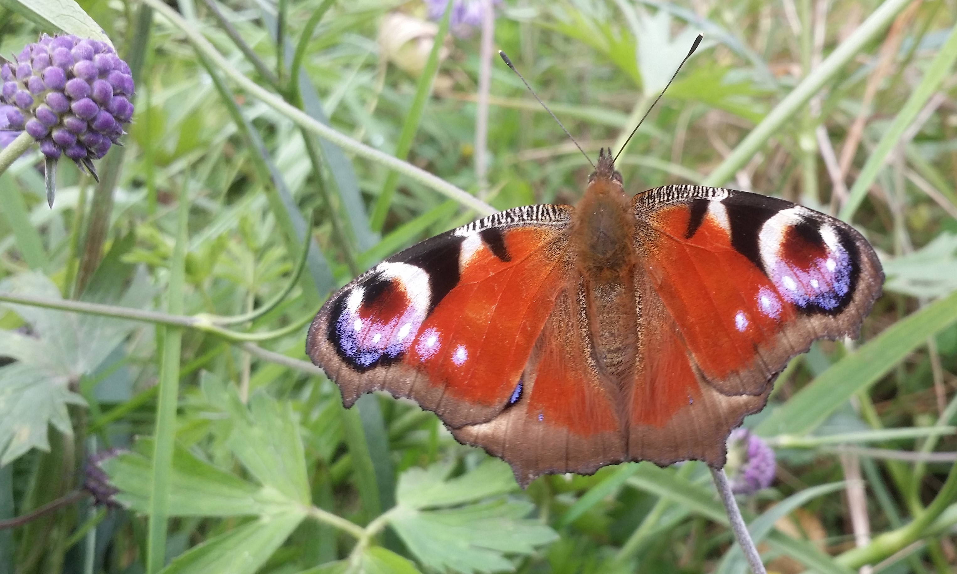 Peacock Butterfly