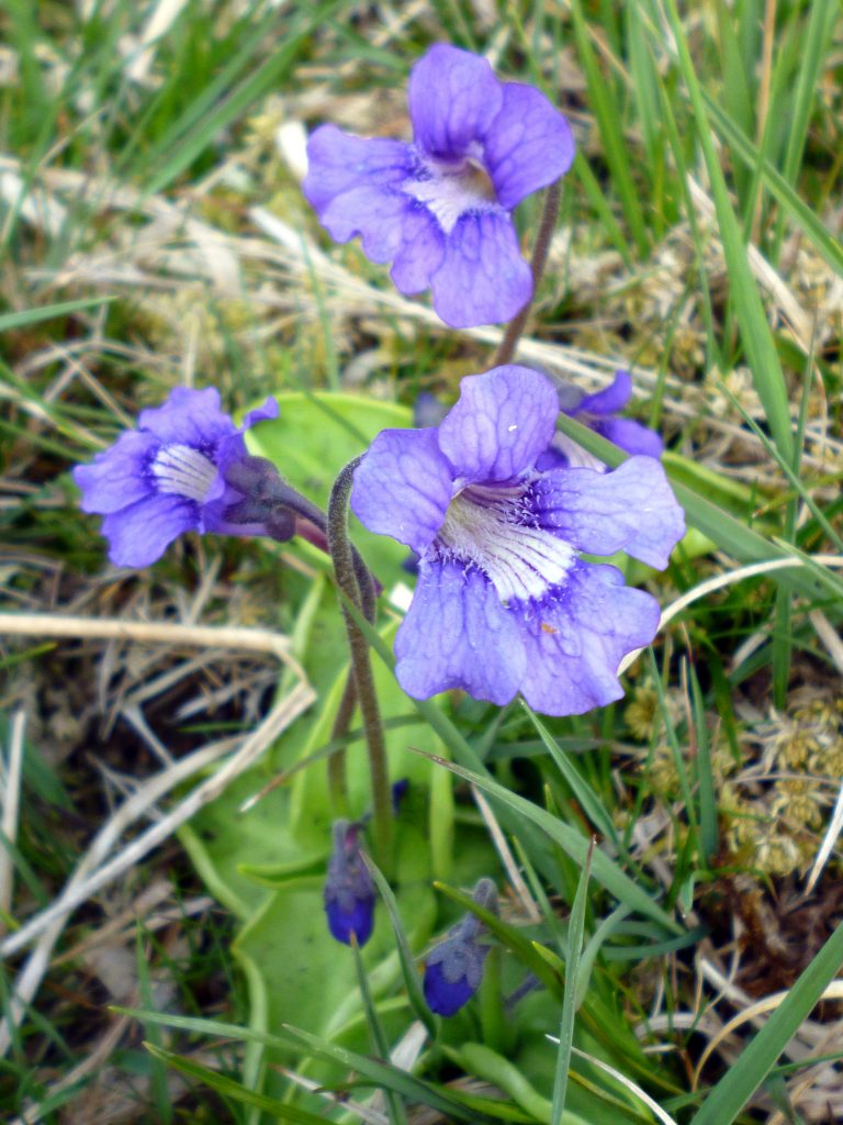 Large flowered butterwort Glengarriff Nature Reserve