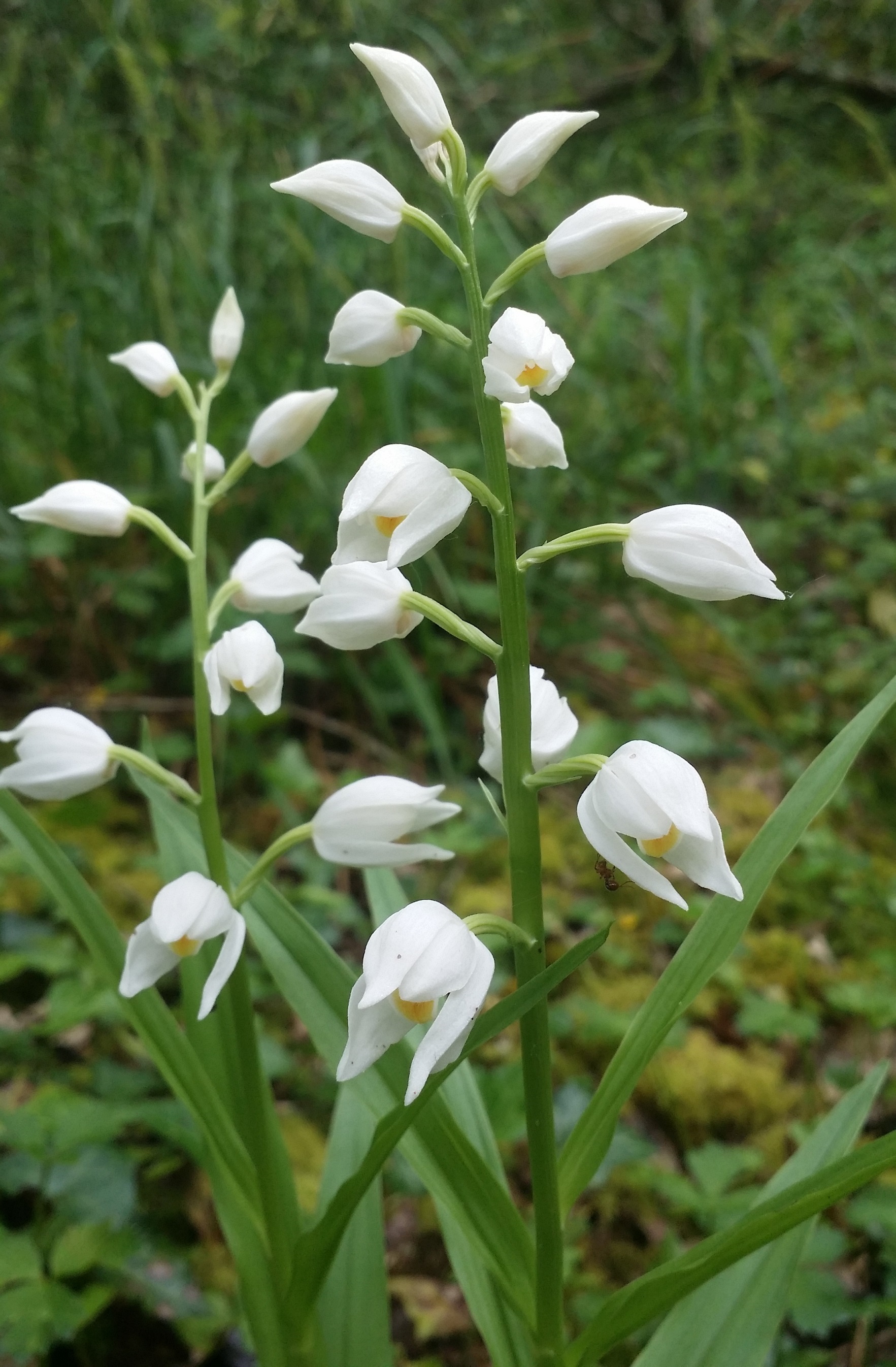 Narrow Leaved Helliborine