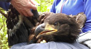 Chick being tagged