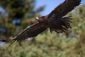 Eddie flying soon after fledging