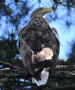 Adult white-tailed sea eagle in Glengarriff