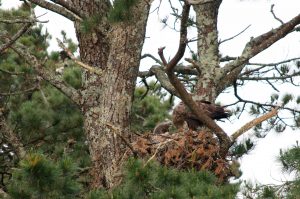 Eagles Nest at Glengarriff