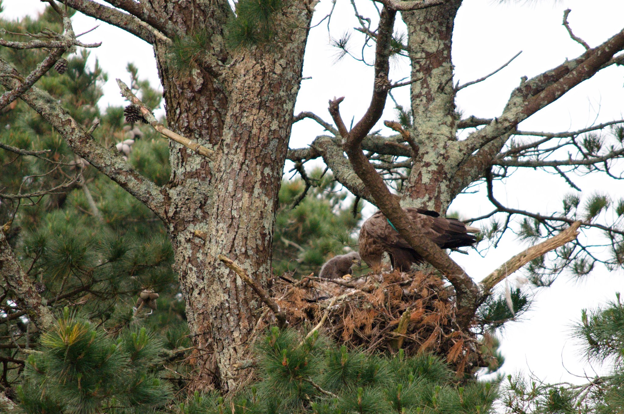 White Tailed Eagles Nesting