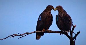 Glengarriff Eagle Pair