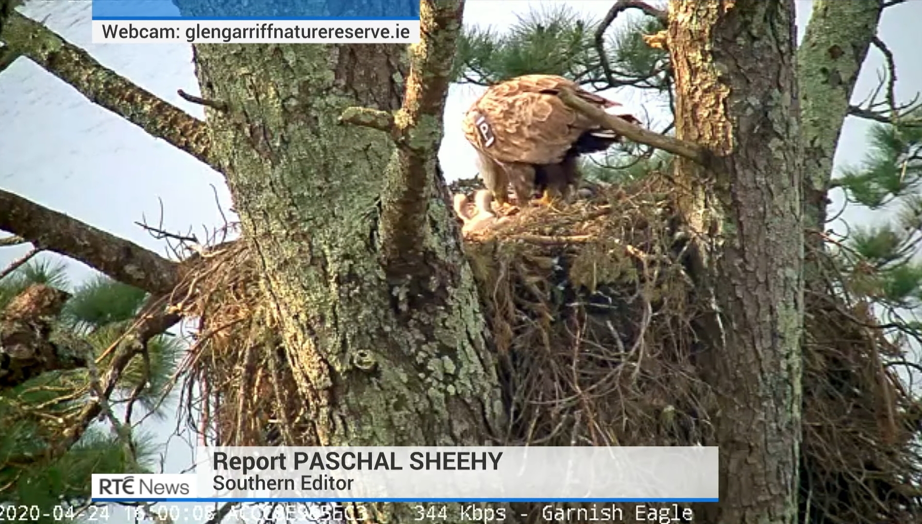 RTE News report on EagleCam