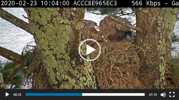 A capture from a webcam at Glengarriff showing an eagle nesting