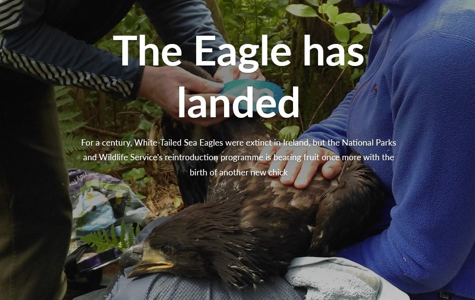 A White Tailed Sea Eagle bearing an egg for hatching