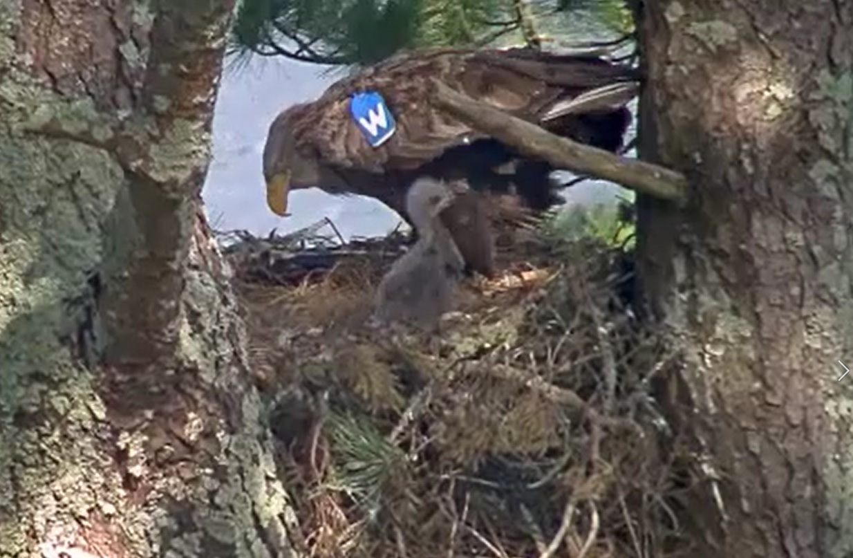 Eagle named W with chick