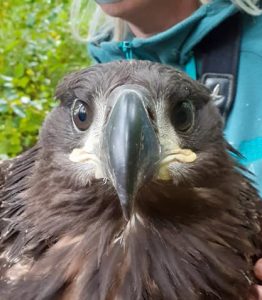 Eagle having been tagged