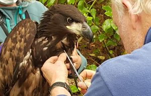 Eagle Tagging in action