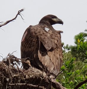 Eagle after flight